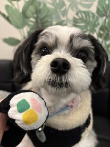 チップ　恵方巻2026